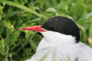 06-5857 Close up of Arctic Tern (Sterna paradisaea) in Rain, Farne Islands, Northumberland, UK